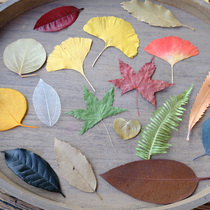 (Dried leaves) natural leaves ginkgo leaves maple leaves fern leaves children handmade DIY bookmarks leaf vein shape painting