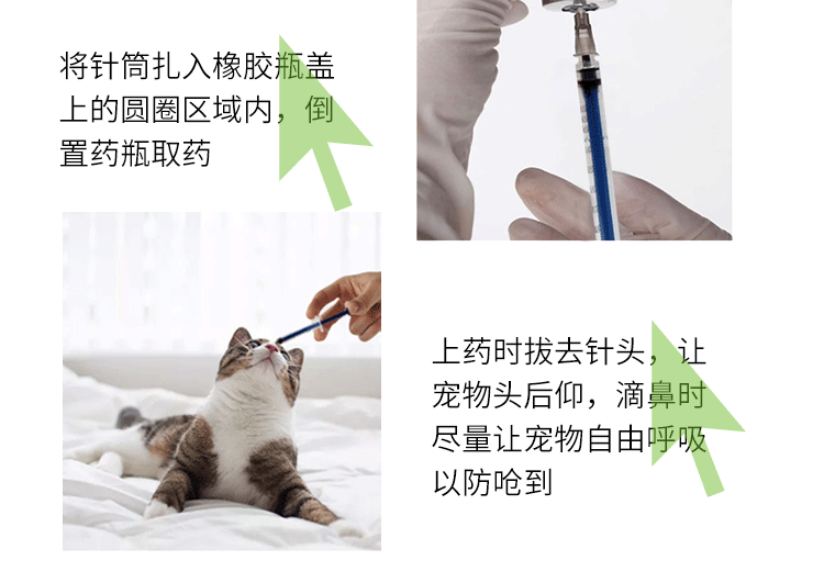 Châm cứu mũi mèo Makxijin 0.15 thuốc trị liệu nhỏ mũi Thuốc nhỏ mắt mèo herpes virus mèo mũi 2 - Thuốc nhỏ mắt thuốc nhỏ mắt cho chó bị ghèn