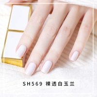 [乳白色 裸透白玉兰SH569]