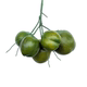Simulated Fake Coconut Fruit, Fake Coconut Model, Simulated Coconut Tree, Plastic Props, Special Price, Simulated Fruit, Fake Fruit Decoration