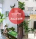 Nordic large simulation green plant banana fake green plant simulation indoor living room scattered tail sunflower decoration outdoor banana fake tree