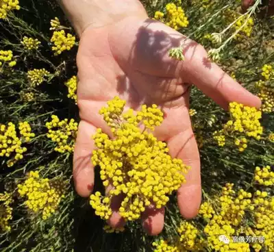 Corsica import everlasting hydrosol