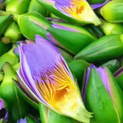 Imported organic Blue Lotus pure dew 1000ml Simple standard moisturizing moisturizing oil control moisturizing toner Natural