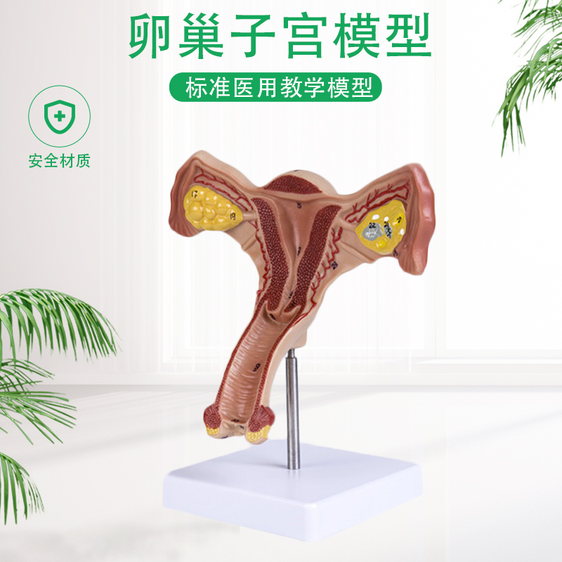 The human uterus model of ovarian model vaginal lesion model of reproductive gynecology demonstration model
