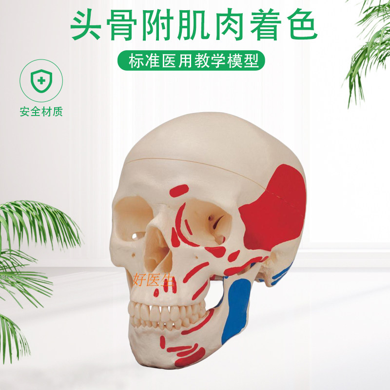 一比一医学仿真骷髅 人头骨模型 头颅骨解剖 彩色头骨肌肉着色