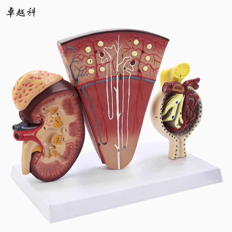人体肾脏,肾单位和肾小球模型 内脏医学教学解剖 人体肾解剖模型