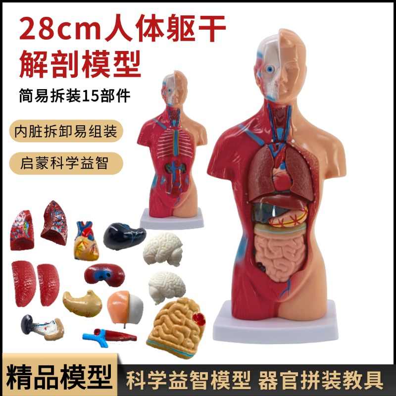 28cm人体躯干模型- Top 50件28cm人体躯干模型- 2025年6月更新