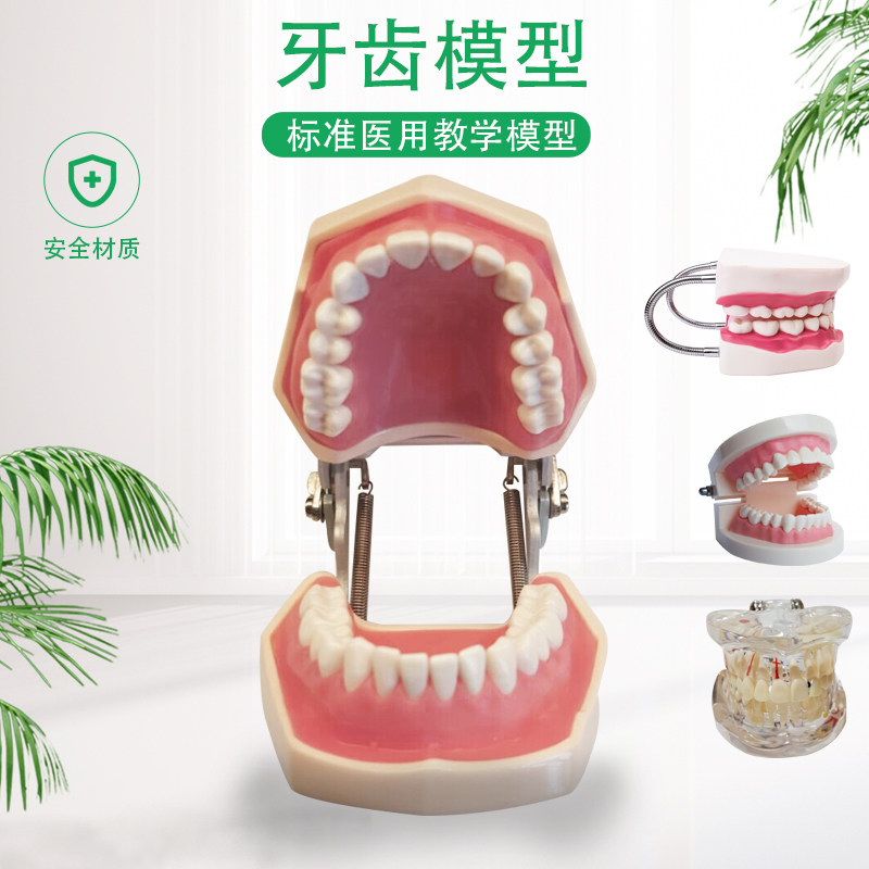 儿童牙齿教学模型 刷牙模型 幼儿刷牙教学 1:1模型牙齿模型口腔