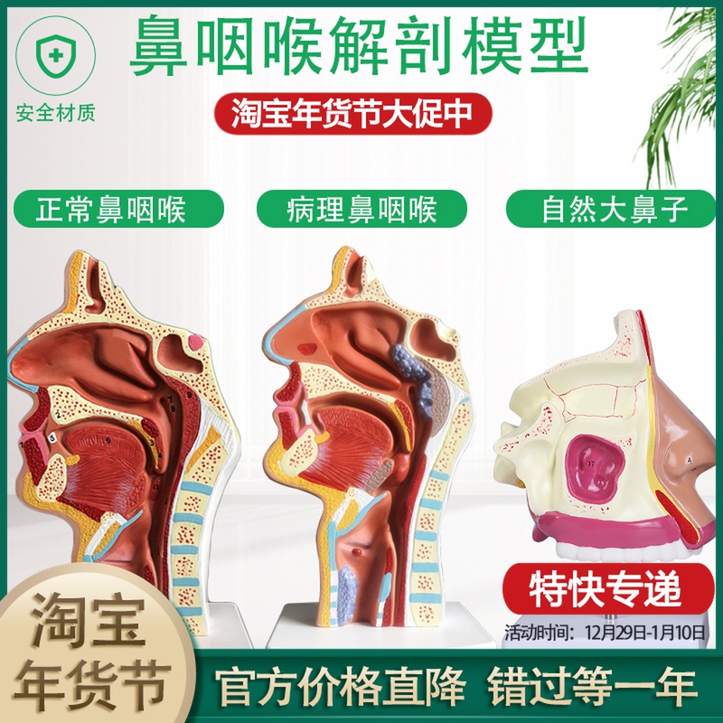 Enlarged nasal model, nasal anatomy, nose model, ENT, eye, ear, nose and throat, medical model, package