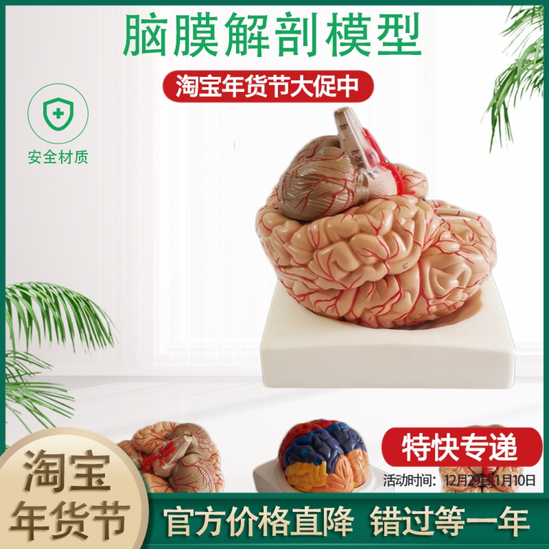 Natural Brain Anatomy Model Cerebral Artery Anatomy Model Neurology Brain Model Brain Model