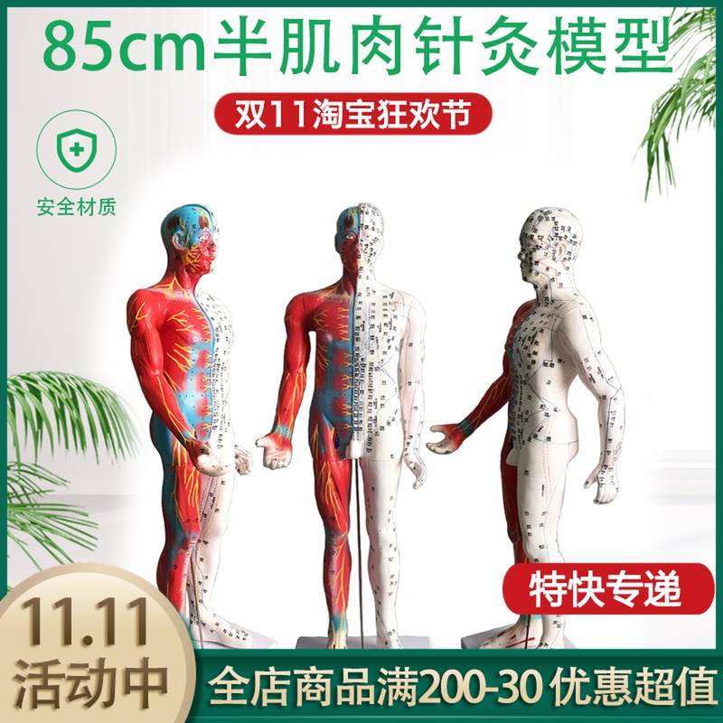 Super clear 85CM human acupuncture model half muscle tissue meridian acupoint model teaching model