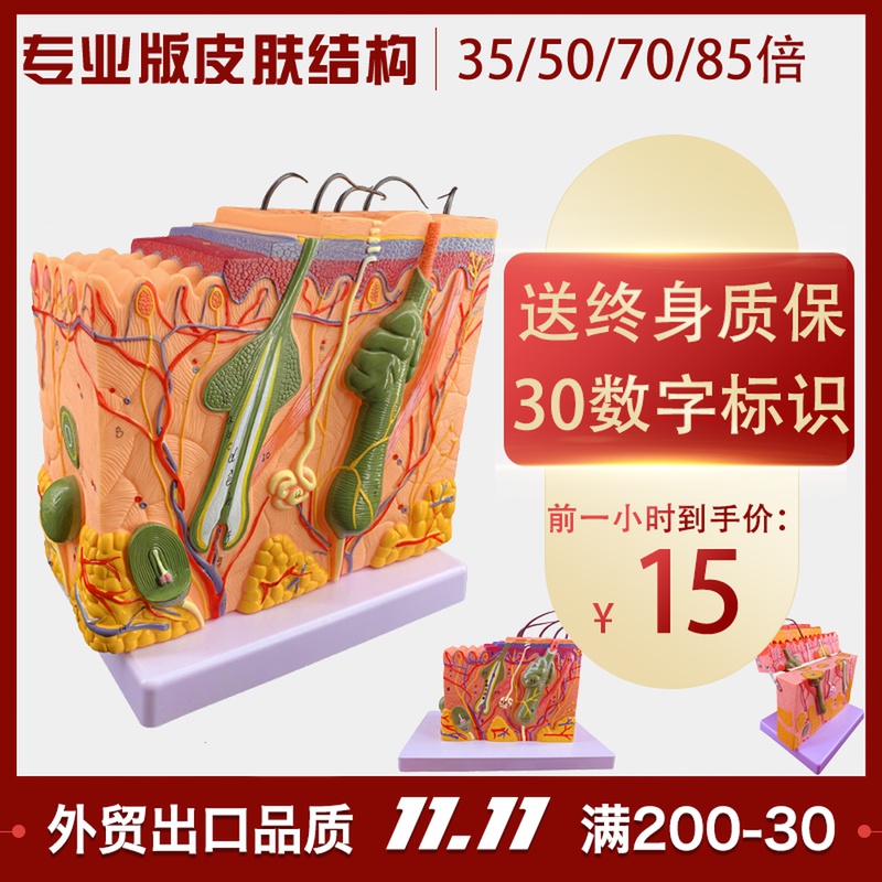 Human skin hierarchy magnified anatomical model micro plastic injection suture module acupuncture needle practice