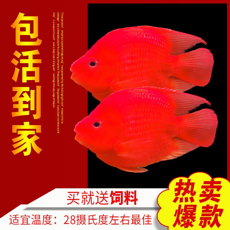 Parrot fish live fish Yuanbao fortune fish God of wealth fish medium and large tropical ornamental fish to attract wealth and good support original ecology Taiwan