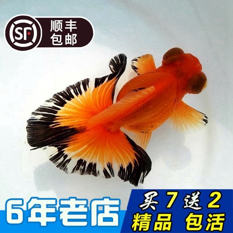 Goldfish live ornamental fish living small goldfish cold water fish brocade carp goldfish fry living freshwater small fish