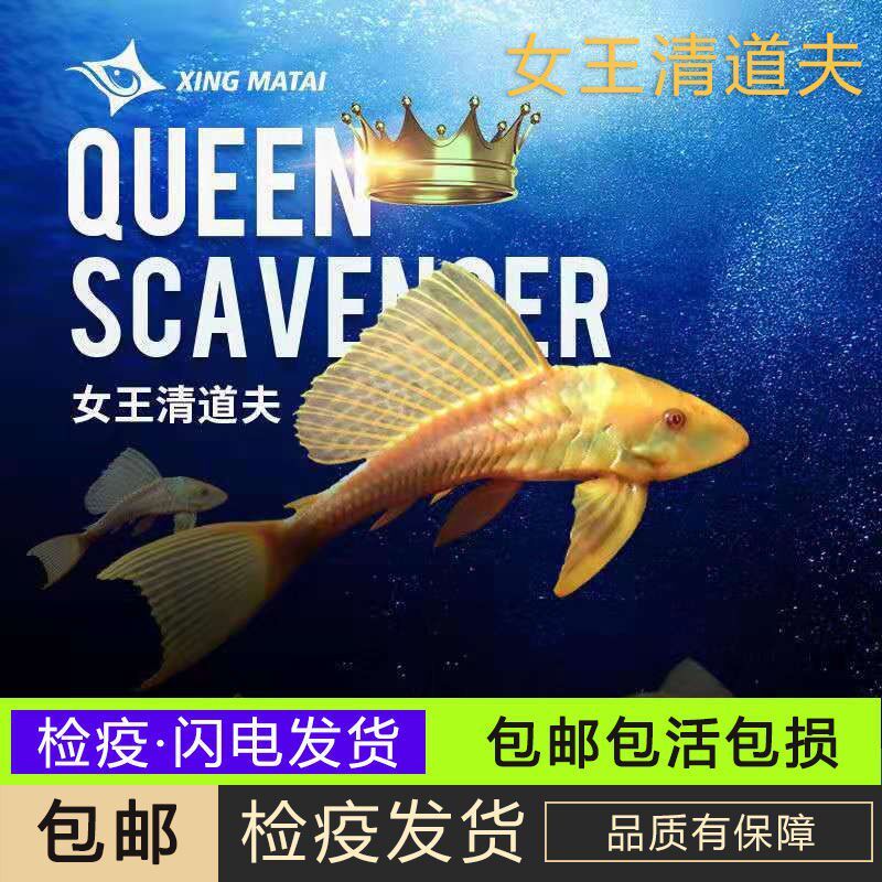 Red Eye Gold Queen's Live Queen Big Sail Shaped BAO WEN Eat trash fish tropical fish watching fish
