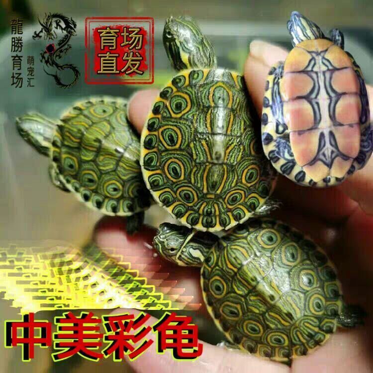 Turtle Living American Color Tortoise Giant River Donuts Sweet Donut Nicaragua Color Turtle Watching Tortoise Deepwater Tortoise Pet Tortoise