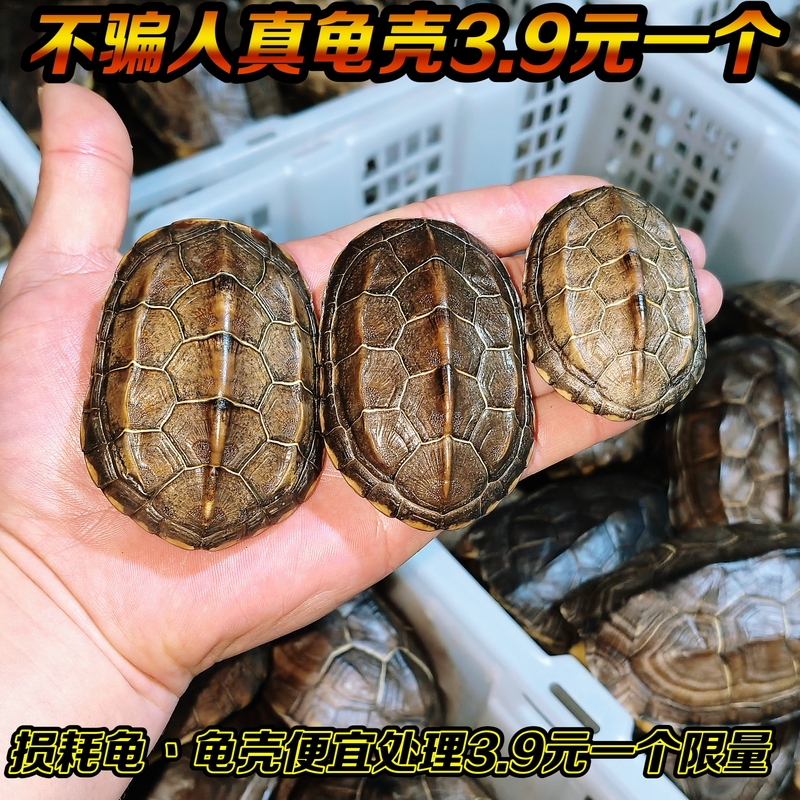 Natural Genuine Turtle Shell for Crafts, Turtle Shell for Personal Use, Handheld Ornament, Turtle Shell Display Piece, Hand-Held Turtle Shell, Turtle Shell for Hanging
