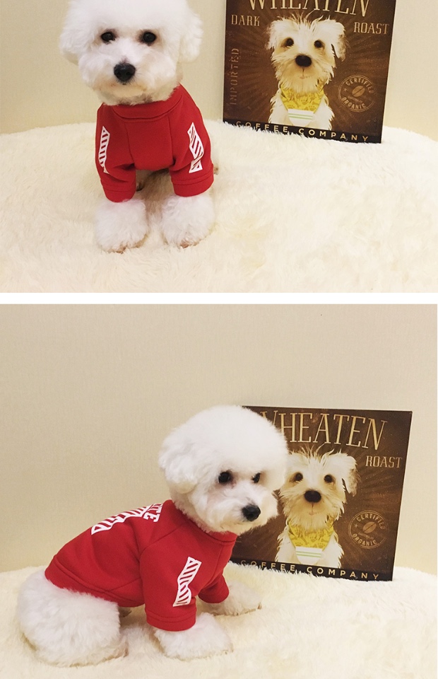 Pet Tide thương hiệu quần áo chó lông nhung mỏng hơn gấu chó Bomei quần áo chó nhỏ mùa xuân và mùa thu chó hai chân quần áo - Quần áo & phụ kiện thú cưng bộ quần áo cho mèo