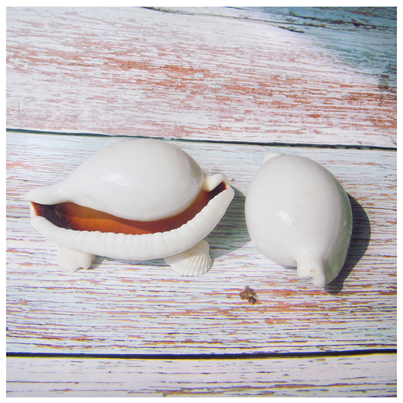 Natural sea shell large white jade rabbit screw bowl decorated aquarium viewspecimen collection exquisite gift