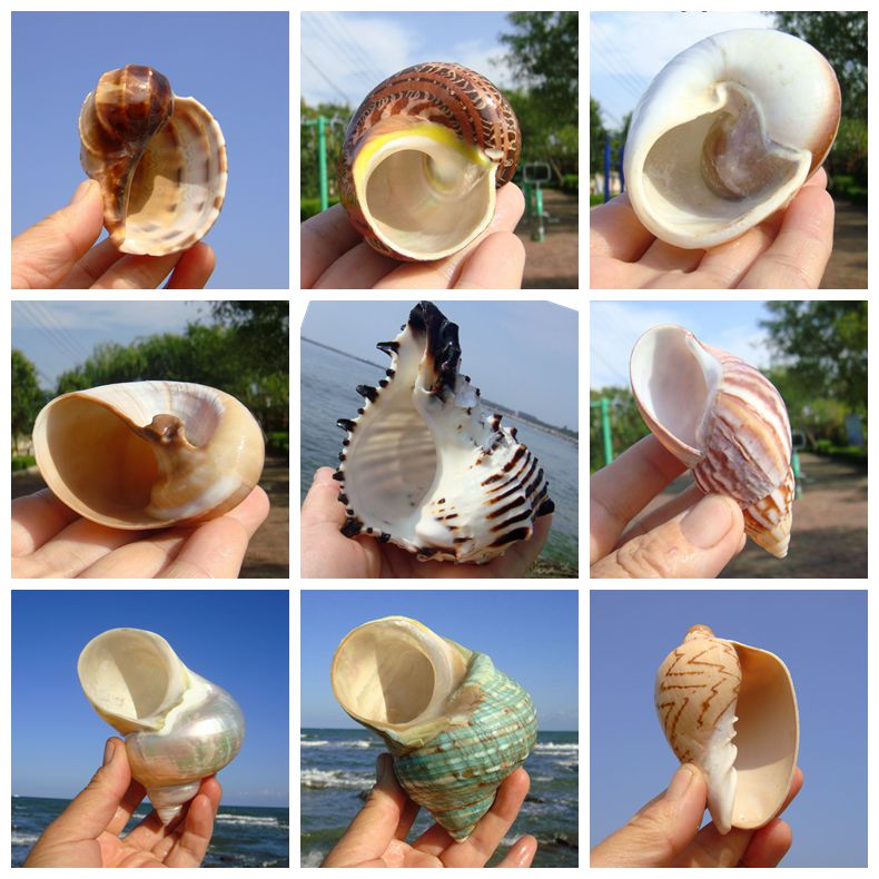 Natural Shell Sea Snail Shell Pinning Crab Spare Replacement Three Lakes snapper Cabbage Rolls Bay Fish with a swing piece Decorative Fish Tank Building-Taobao