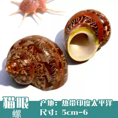 Natural conch shell ancient snail cat eye snail curl fish hermit crab spare replacement shell special fish tank decoration