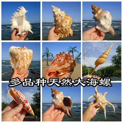 Natural sea snail shell thousand-handed frog snail snail starfish fish tank landscaping home decoration toys many varieties