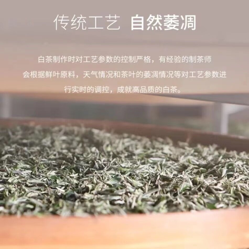 福鼎白茶源头批发