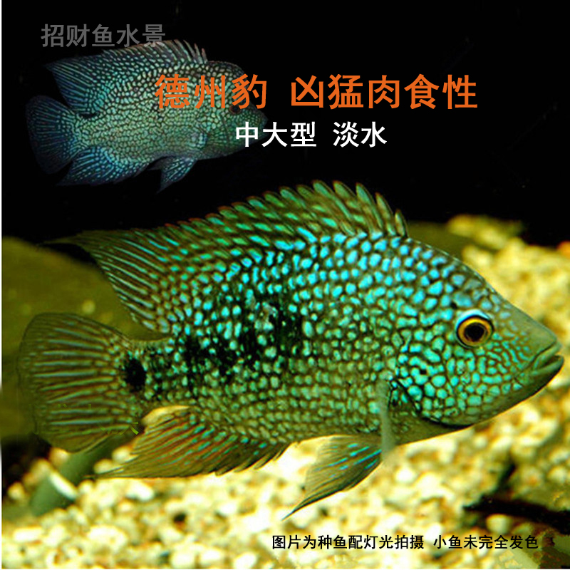 觀賞魚招財大型魚活體德州豹兇猛肉食魚綠巨人滿天星魚淡水混養 觀賞魚招財大型魚活體德州豹兇猛肉食魚綠巨人滿天星魚淡水混養