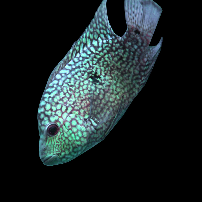 觀賞魚招財大型魚活體德州豹兇猛肉食魚綠巨人滿天星魚淡水混養 觀賞魚招財大型魚活體德州豹兇猛肉食魚綠巨人滿天星魚淡水混養