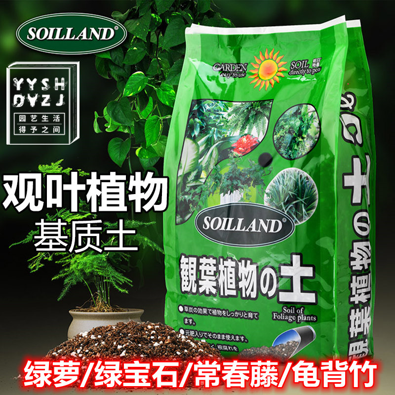 View Leaf Plant Nutritional Soil Indoor Balcony Potted Gold Glam Evergreen Jewel Evergreen Turtle Back Taro Planting Soil Breathable