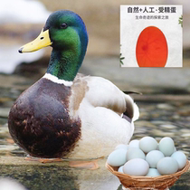 Mallard eggs can hatch duck eggs. Fertilized duck eggs have delicious meat. Purebred teal ducks can dry-lay eggs.