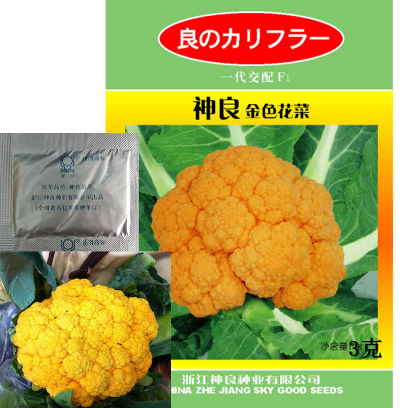 神良金色花菜種子黃色花椰菜菜花種子進口品種高端蔬菜品種