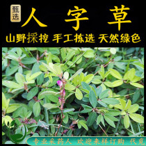 Freshly picked Chaoshan Qingcaotang chicken eye grass clover herringbone fly wings pinched deer containing grass white spotted dove nest