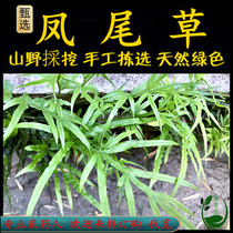 Freshly picked Chaoshan Qingcaotang phoenix tail chicken claw grass jinglan grass phoenix grass golden pheasant tail phoenix tail fern