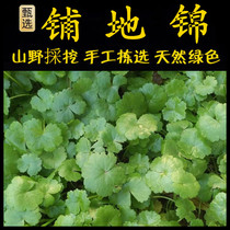 Fresh coriander Chaoshan green herbal medicine shop Jinpu ground Jinpo copper coins stars everywhere Jinyu scale grass