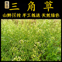 Freshly picked Chaoshan green herbs triangle grass sachet grass tripe grass old shepherds purse water chestnut wild shepherds purse