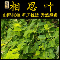 Freshly picked Chaoshan green grass acacia leaf tea chicken bone grass leaves chicken bone grass tea oil tangerine leaves and gan tea