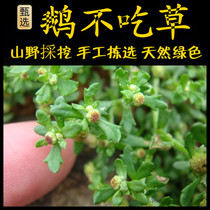 Freshly picked Chaoshan green grass stone coriander and goose goose. Goose fragrant. Goose does not eat grass. Goose does not eat grass.