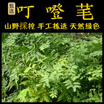 Haijin Shateng Freshly Picked Chaoshan Green Herbs Dingdongxian Dingdongxian Dingcao Luowang Vine Haiyuanyang Vine