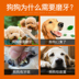 Mạnh Dashu chó ăn vặt răng chuột - Đồ ăn vặt cho chó cám chó smartheart Đồ ăn vặt cho chó