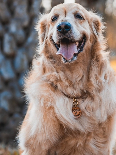 Бренд Pet Cat Brand Leather Relief Identity Brand Dog Devene