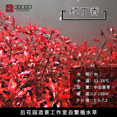 Red lilac Rear View Grass fish tank decoration back garden Underwater Self-breeding red grass living water grass real water grass