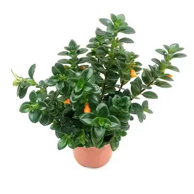 金鱼花盆栽吊兰带花苞室内桌面庭院绿色四季开冬易养植物净化空气