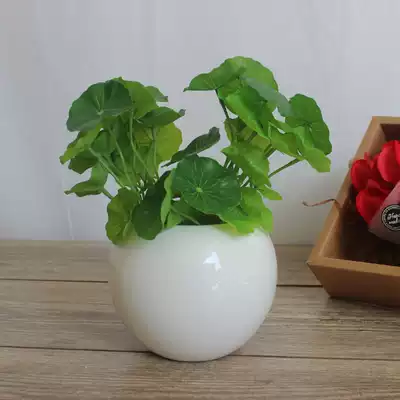 水植花盆陶瓷水栽培花盆无孔大圆形球储水装水花盆绿萝可加logo