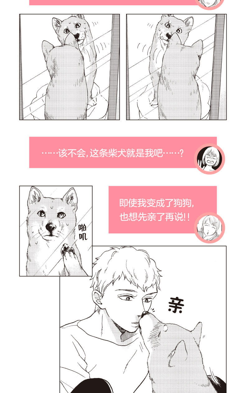 正版新書 柴犬少女 1 都陽子親一口就會變身柴犬的少女漫畫如果喜歡 好想告訴你 月刊少女野崎君 就一定要看的戀