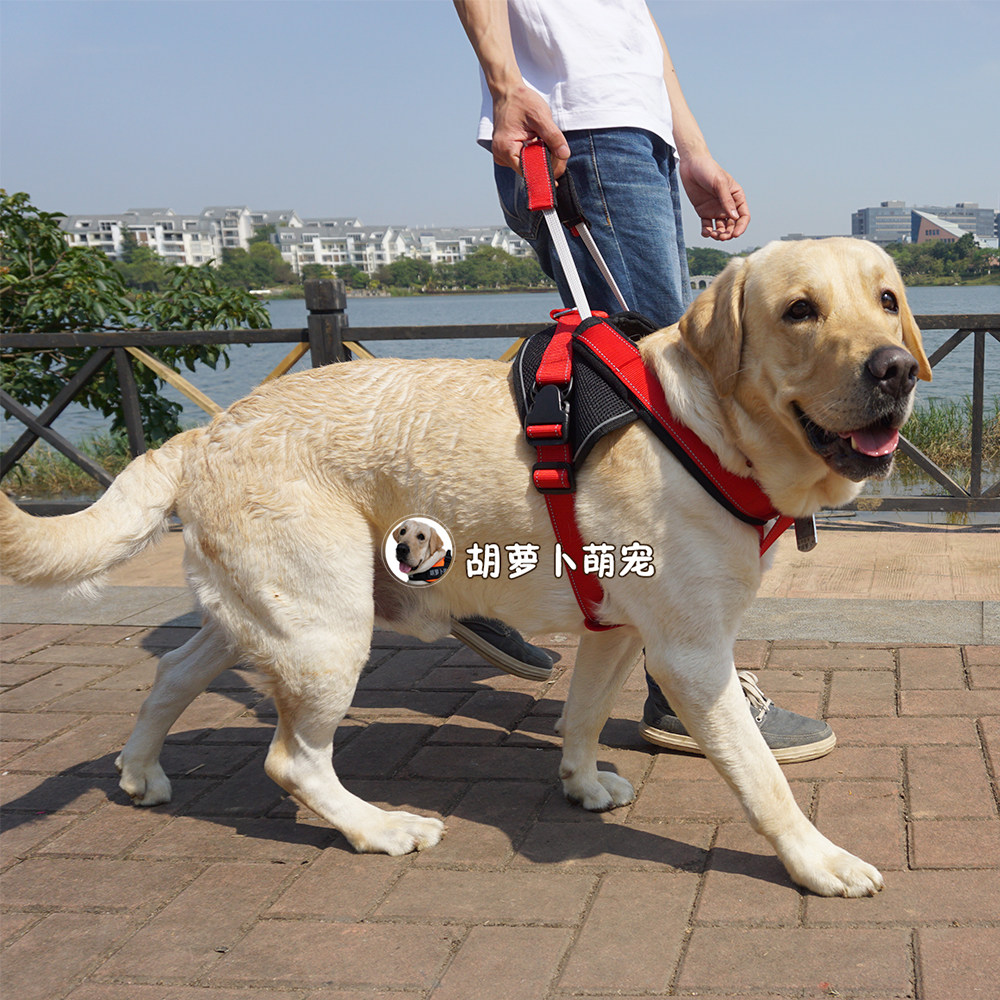Large canine anti-explosion punching rope in dog breast holding bag Ginollabrador Walking Dog Rope Kennel Dog Vest