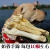 Pet Molar Snacks, Sheepshoe Molars, Chó vừa và nhỏ, Snacks, Golden Retriever, Bites, Milky Molars - Đồ ăn vặt cho chó