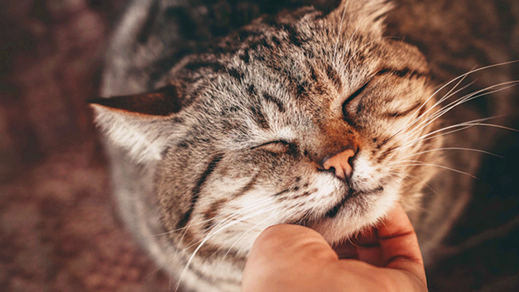 猫主子信任你的表现 你的猫咪做过哪些 懂得 猫主子信任你的表现 你的猫咪做过哪些 懂得