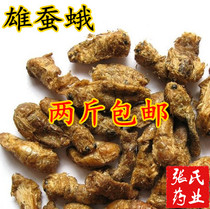 Chinese medicine males silkworm moth late cicada moth Wei Tianmoth original cicada moth 500g full two pounds