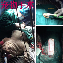 Pet hospital surgery hole towel cotton disinfection cloth Caesarean single hole towel square towel